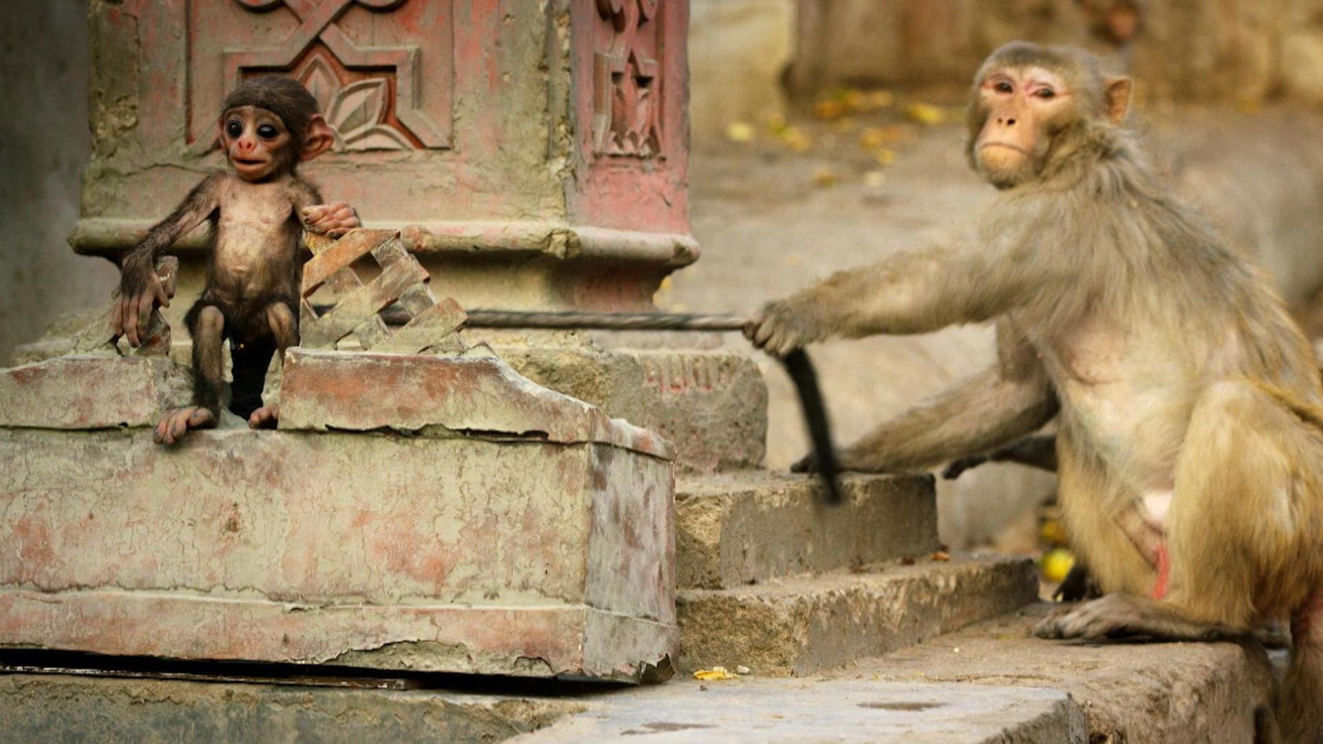 Still from Spy in the Wild: Bad Behavior