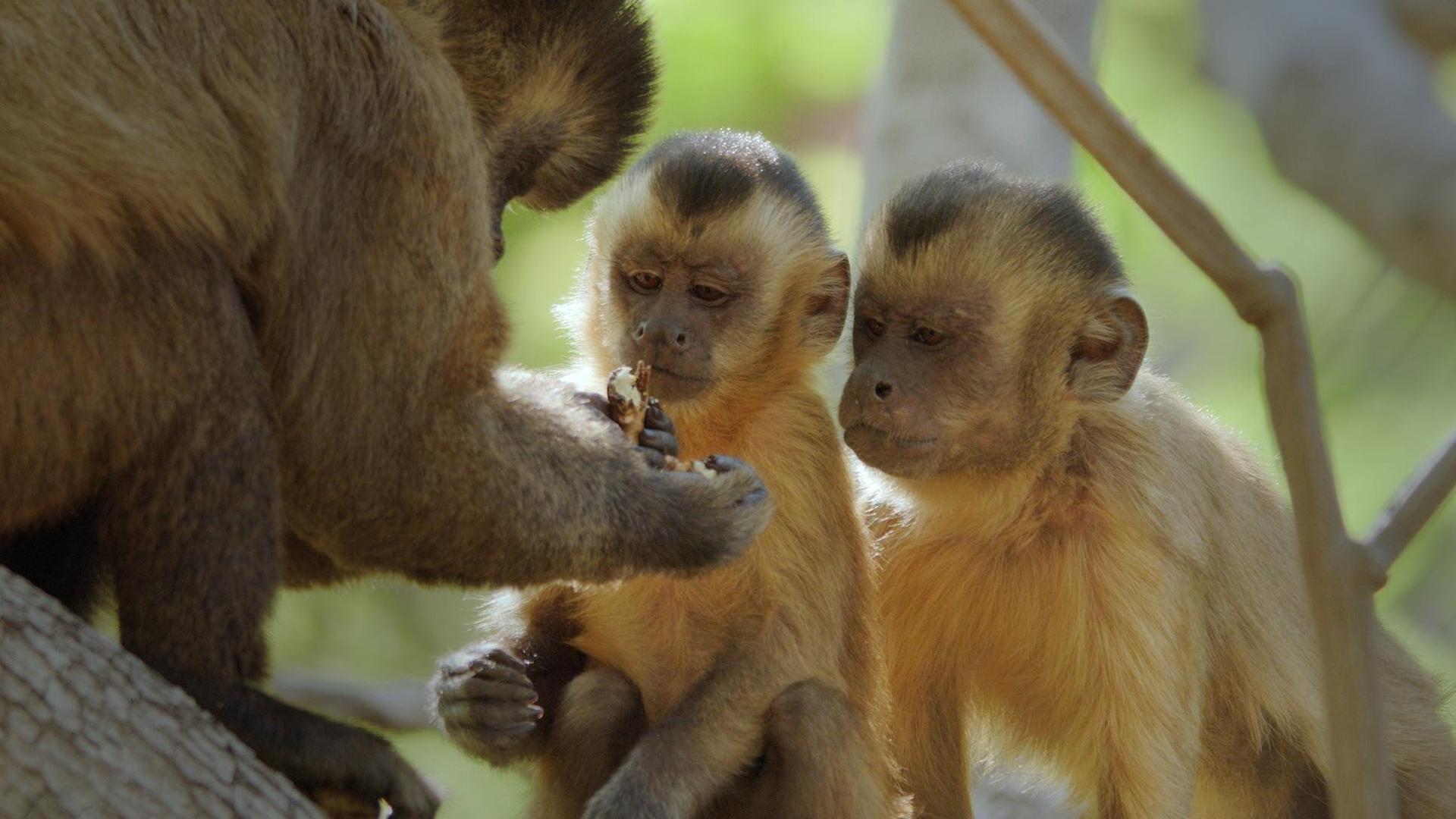 Still from Primates 01: Secrets Of Survival
