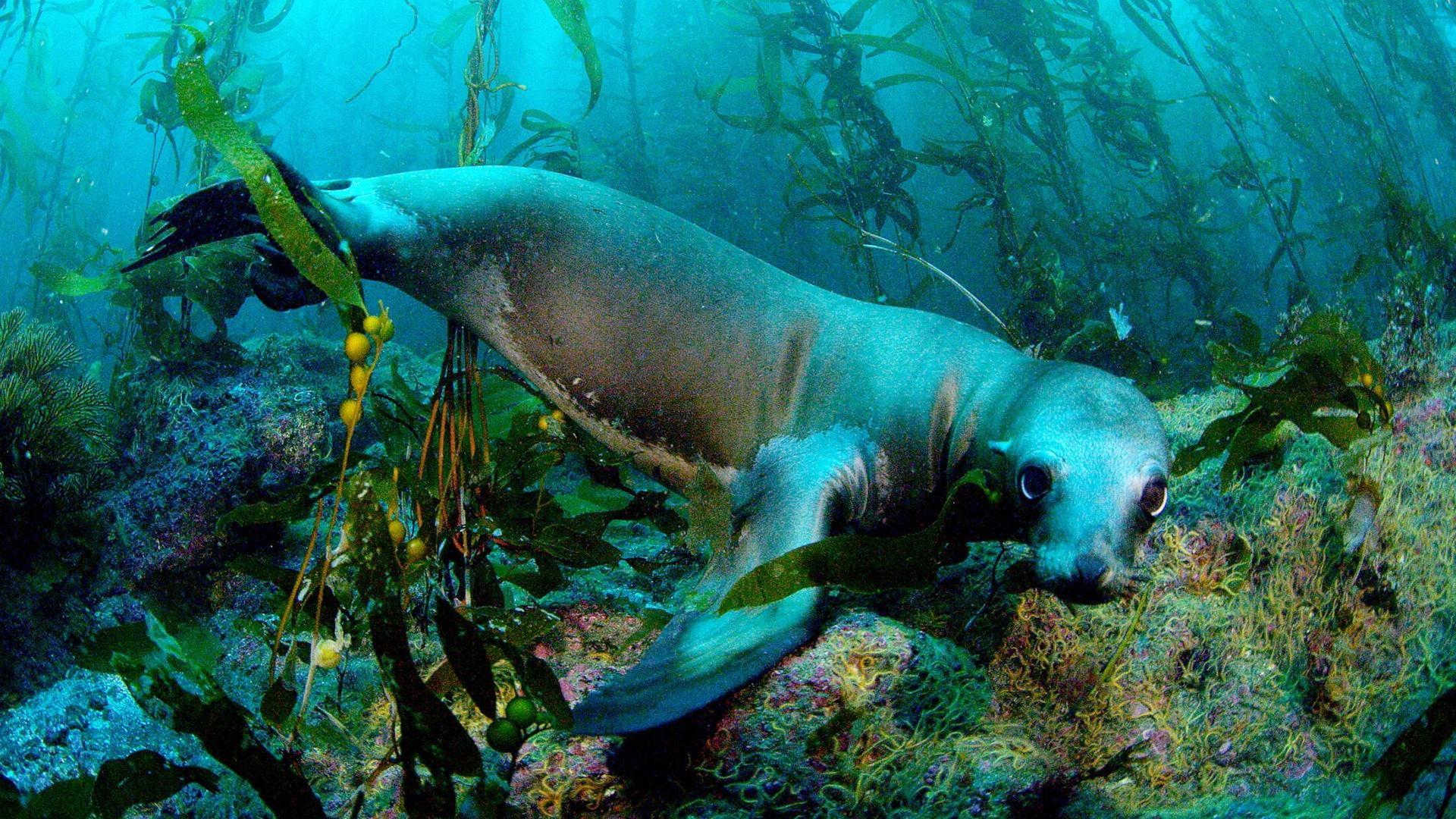 Still from Soul of the Ocean