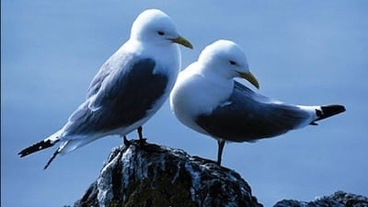 Still from Saving Our Seabirds