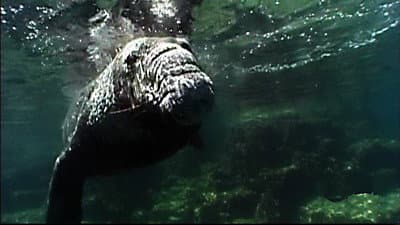 Still from Ocean Animal Emergency