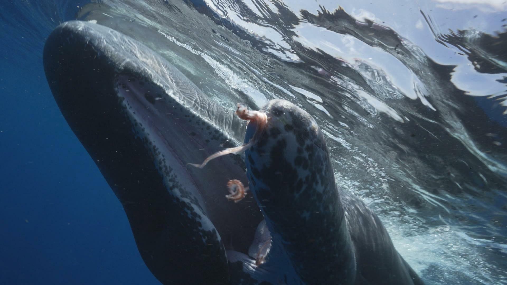 Still from The Sperm Whales of Dominica; Monkey Island; Hanging On