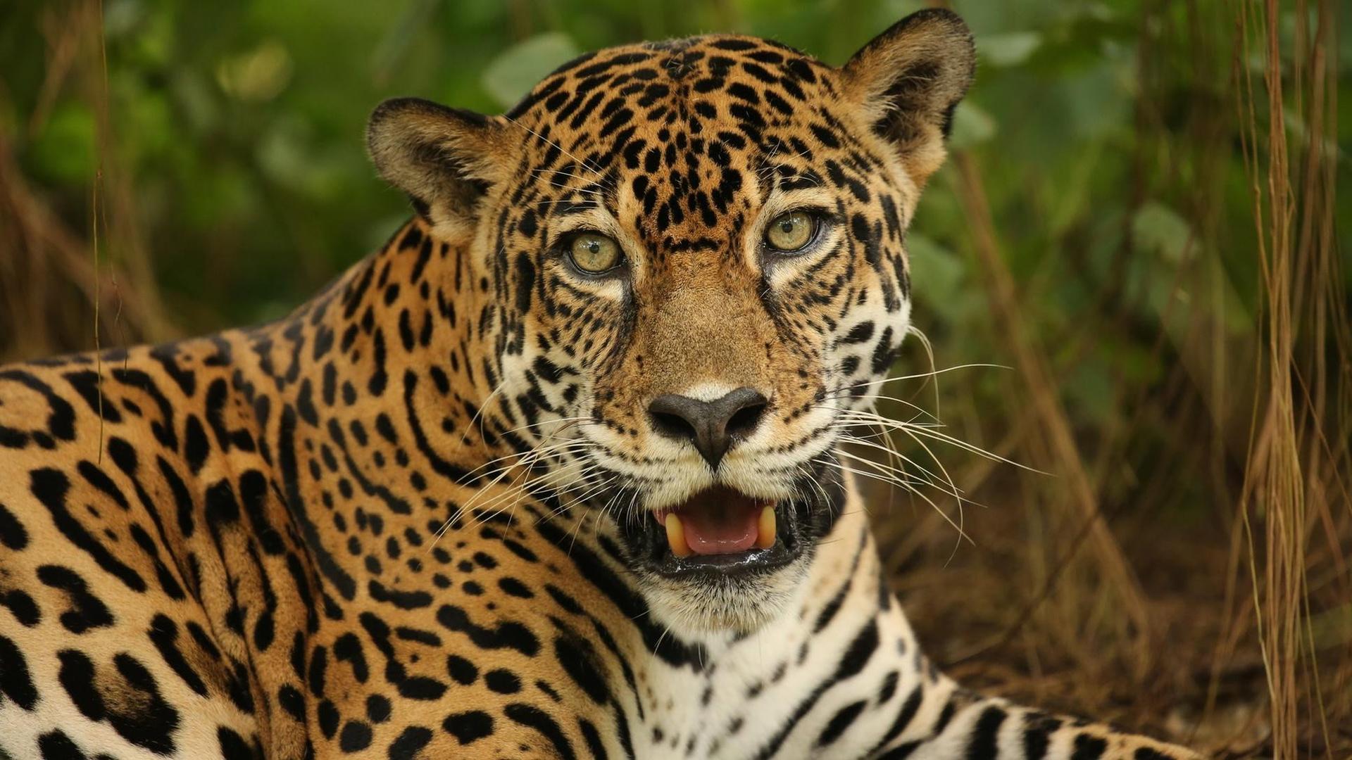 Still from The Story of Cats: Into the Americas