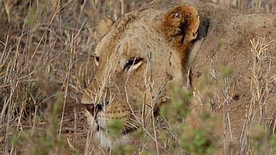 Still from The Man-Eaters of Tsavo