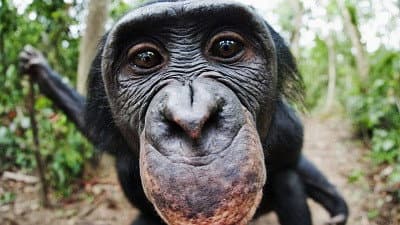 Still from Bonobos