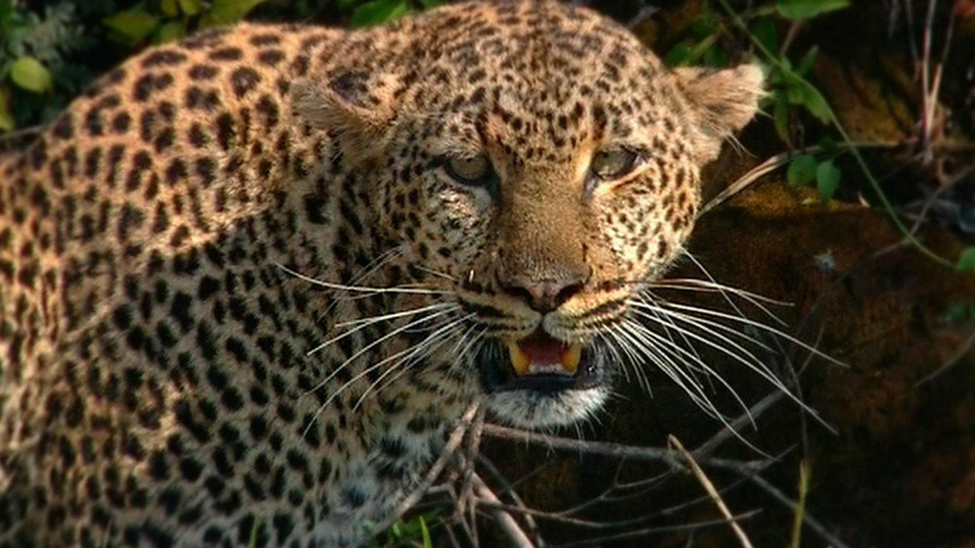 Still from Revealing the Leopard