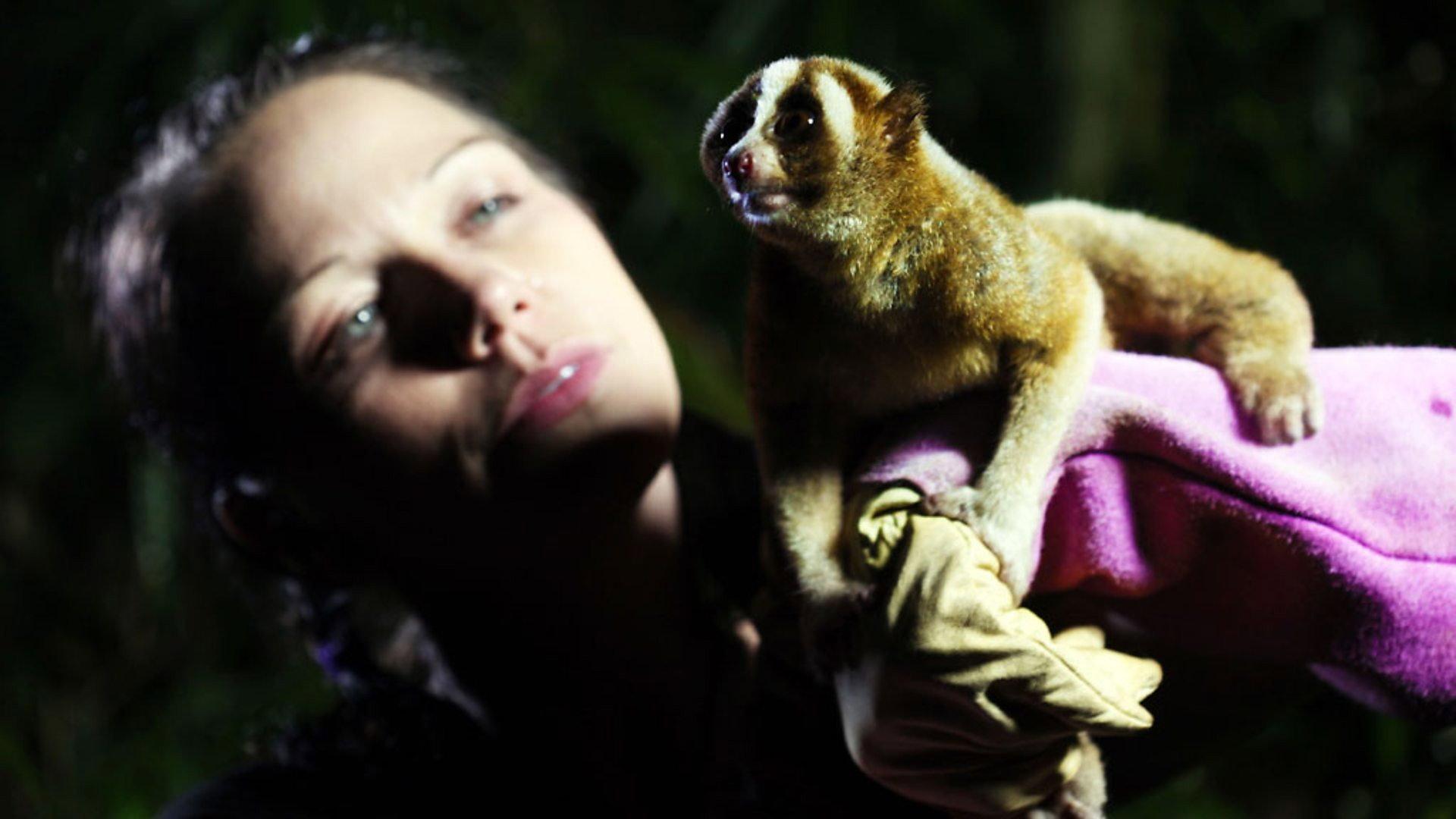 Still from Jungle Gremlins of Java