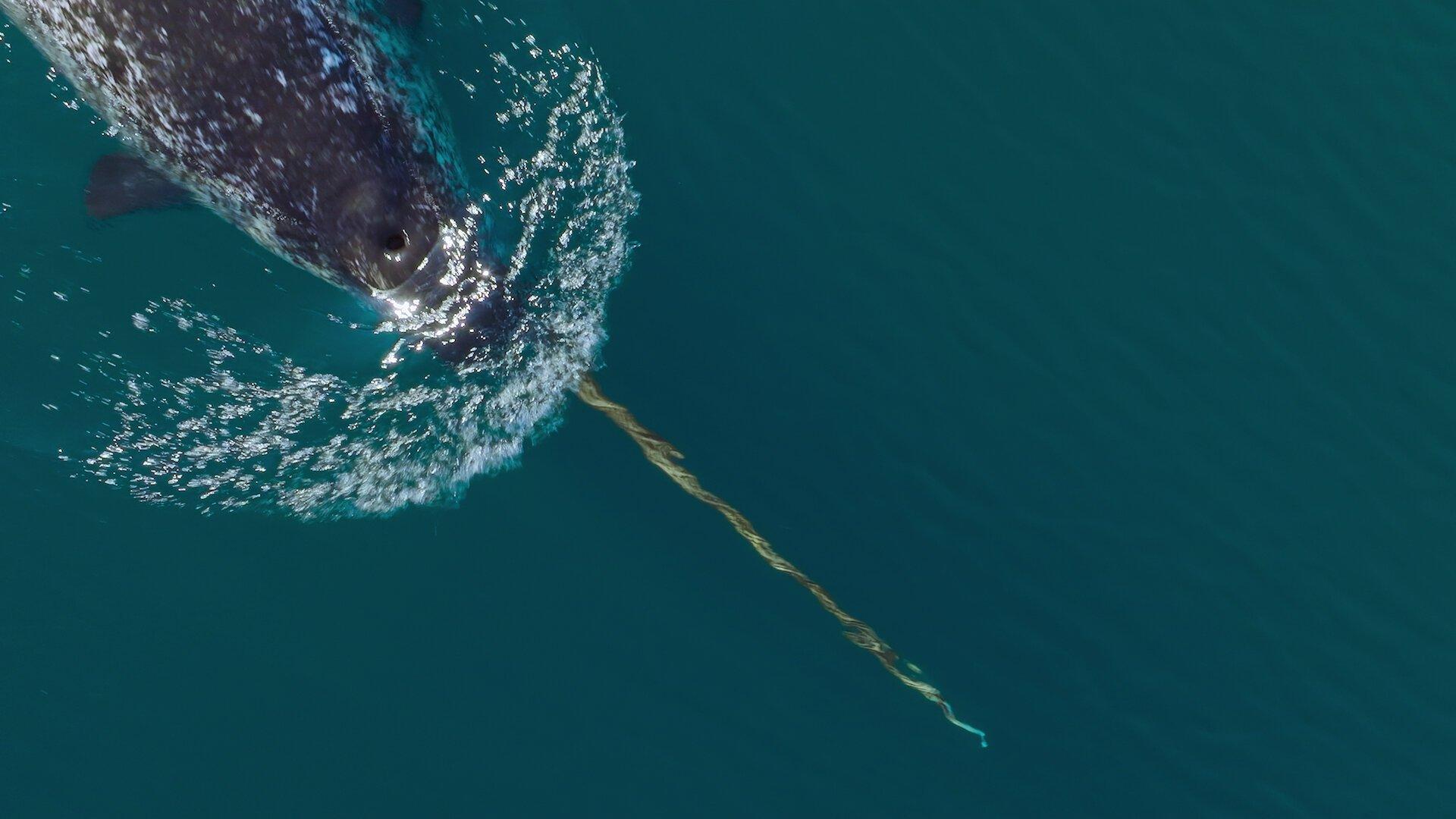 Still from Arctic Ocean