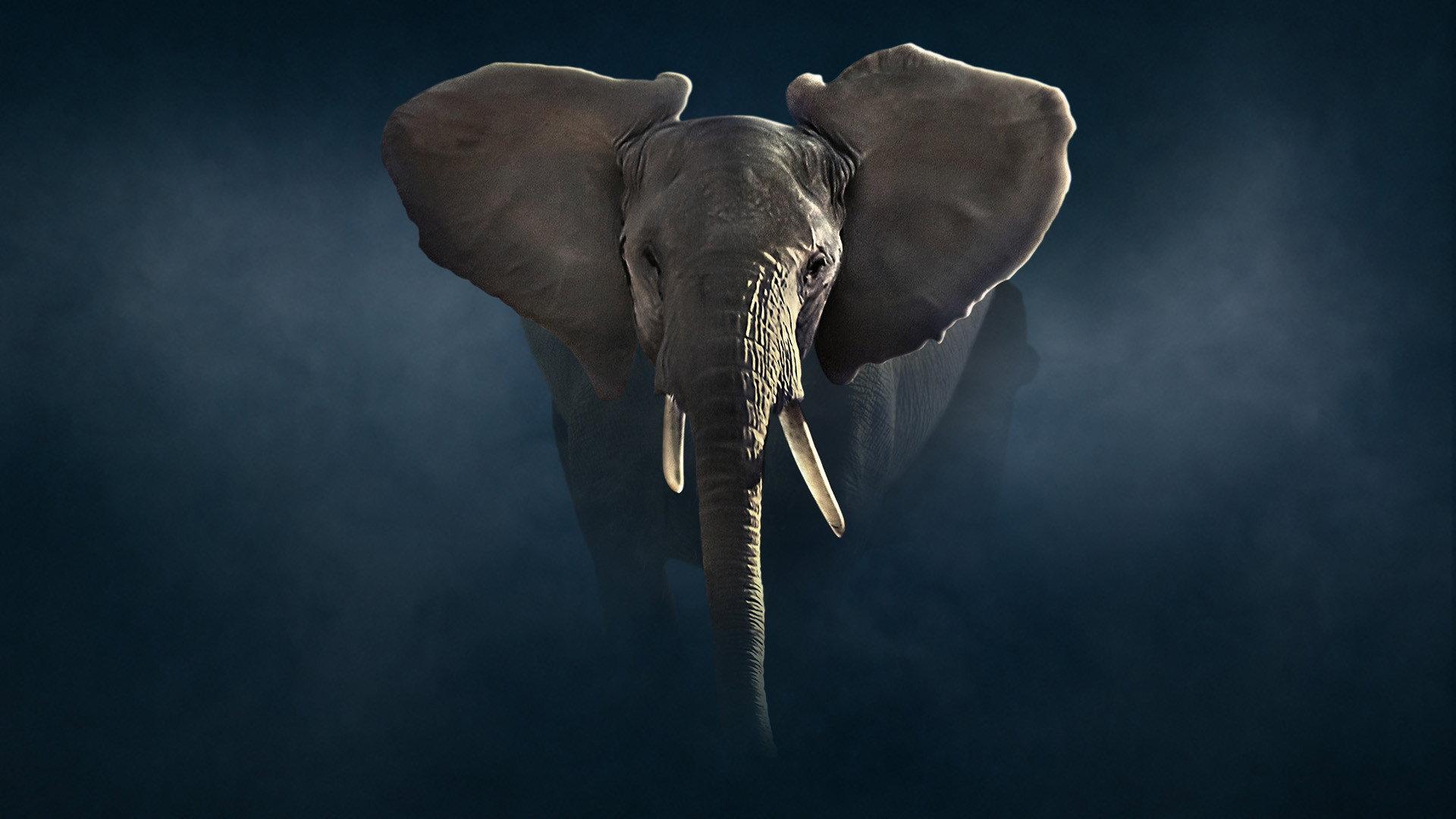 Still from Elephant
