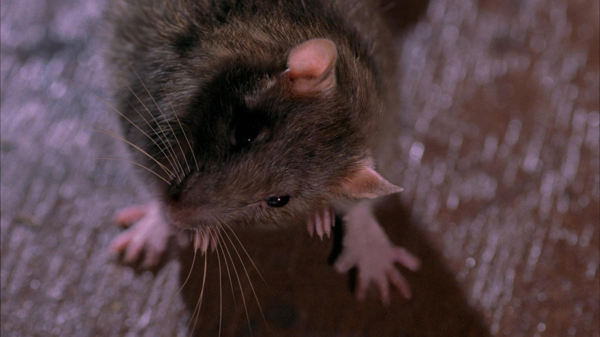 Still from Hunting
