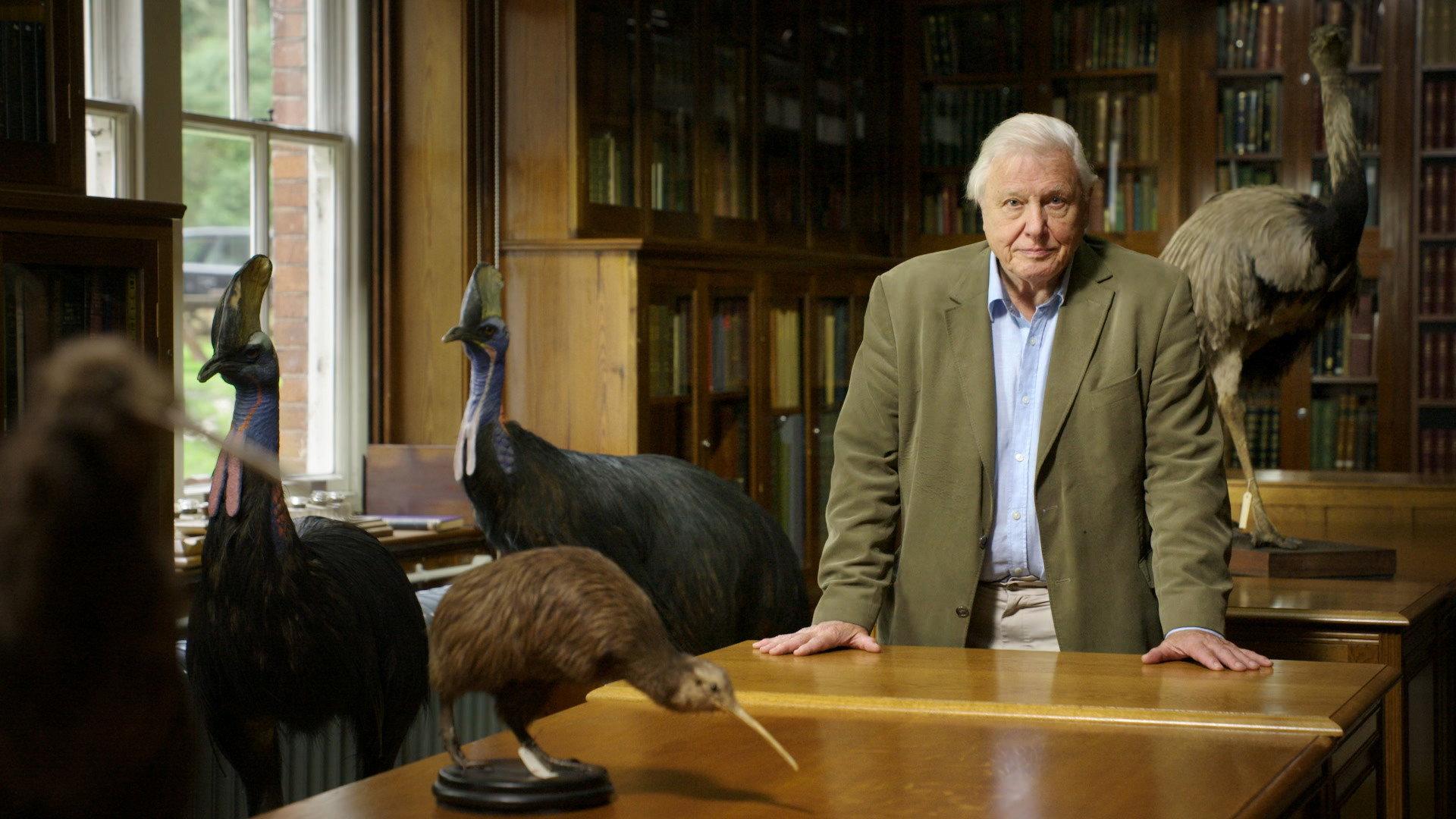 Still from Attenborough's Big Birds