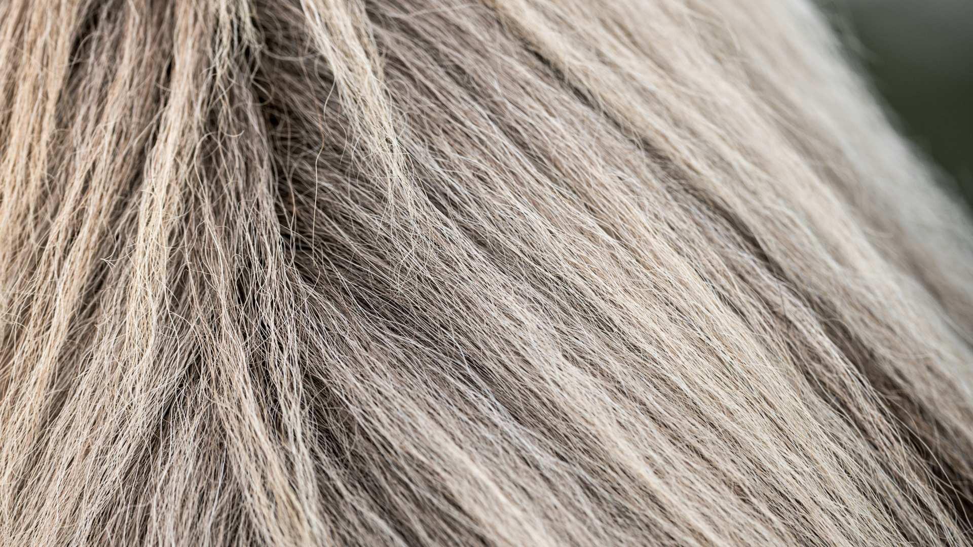 Still from The Tesla, Horsehair Fabrics, Pool Cleaners