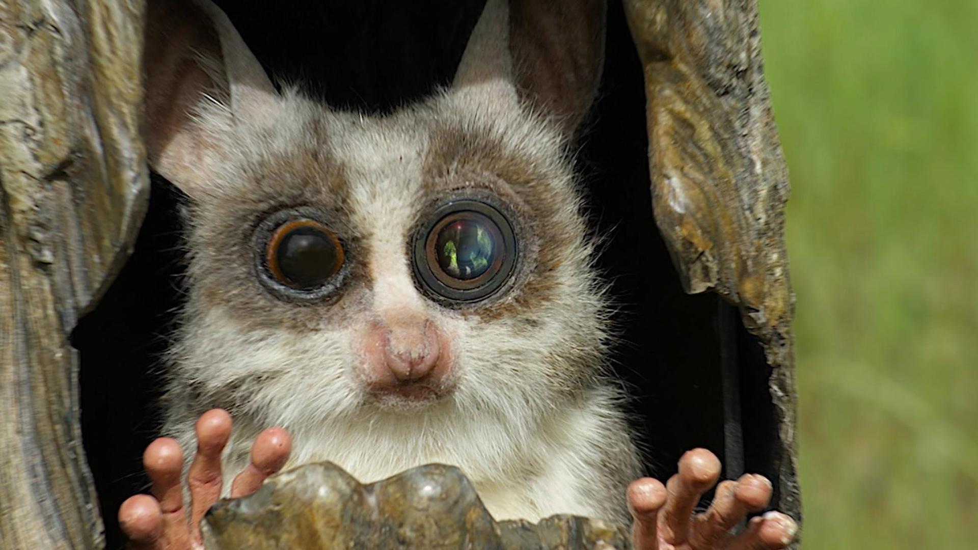 Still from Spy in the Wild: Love