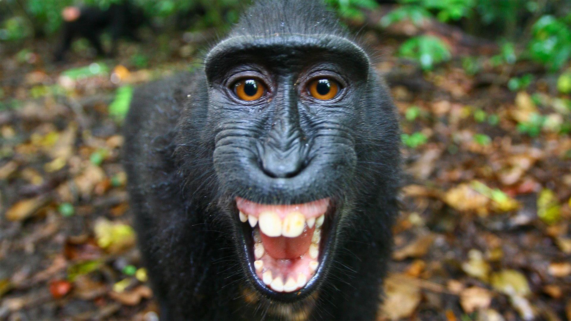 Still from The Funkiest Monkeys