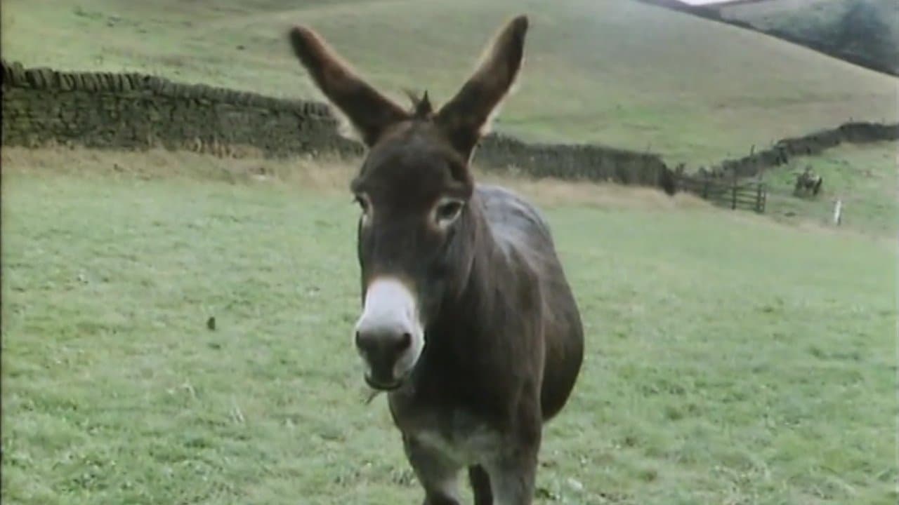 Still from Catching Digby's Donkey
