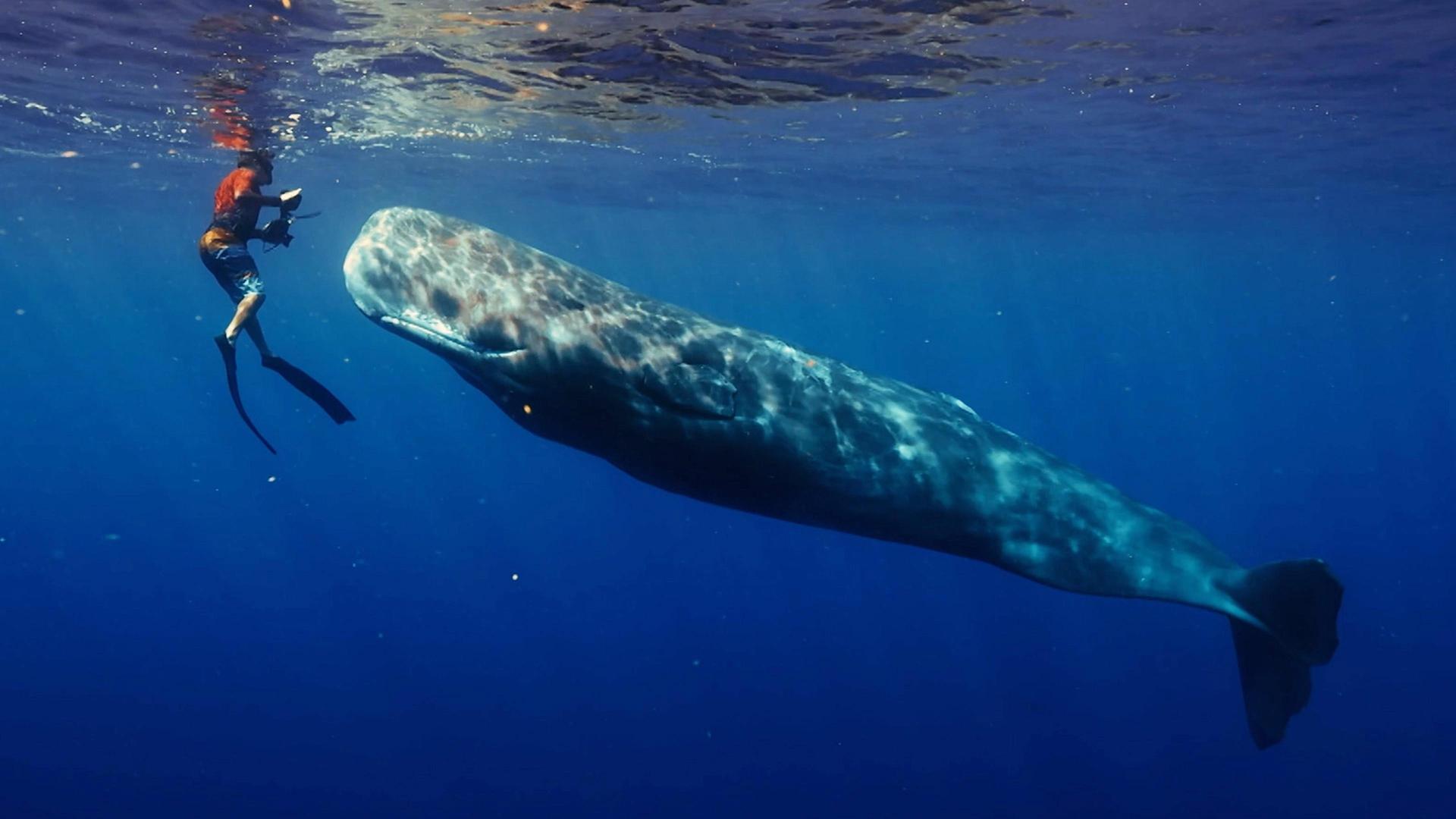 Still from Patrick and the Whale