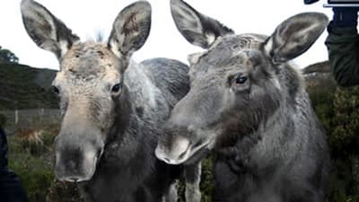 Still from Moose In The Glen