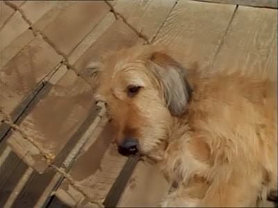 Still from Walter and the Outlaws