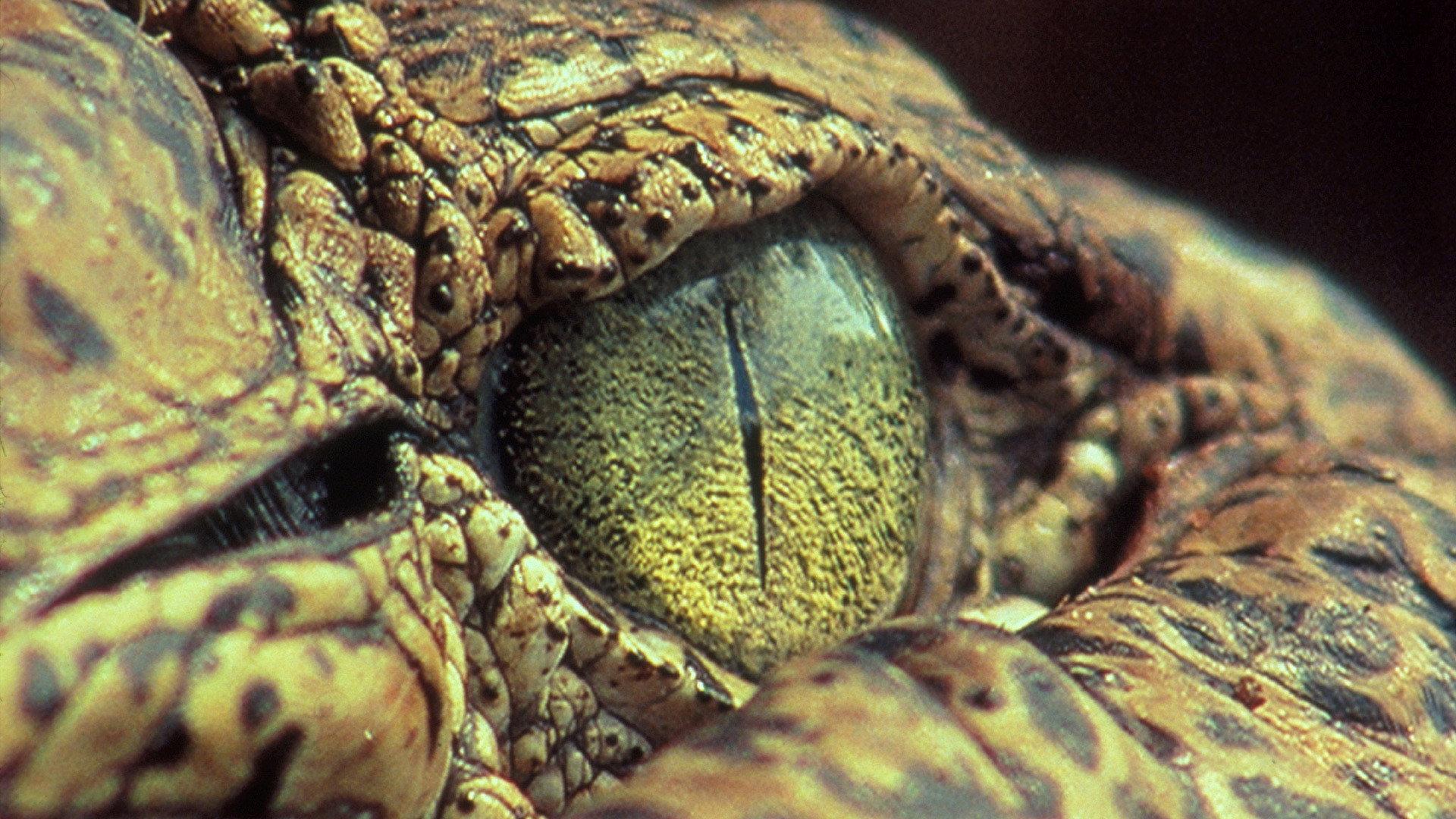 Still from The Reptiles: Alligators and Crocodiles