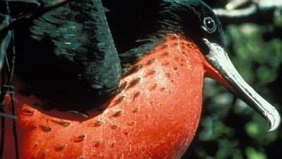 Still from Islands of the Vampire Birds