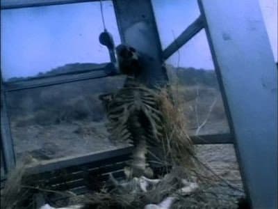Still from Ancient Future