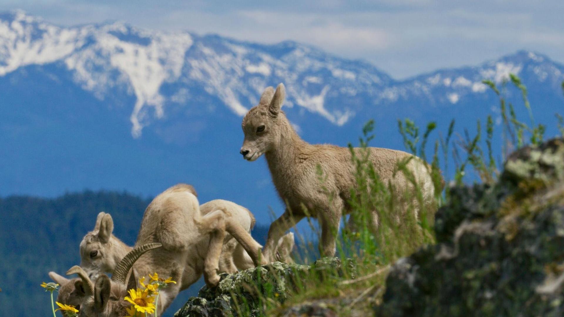 Still from Born in the Rockies 01: First Steps