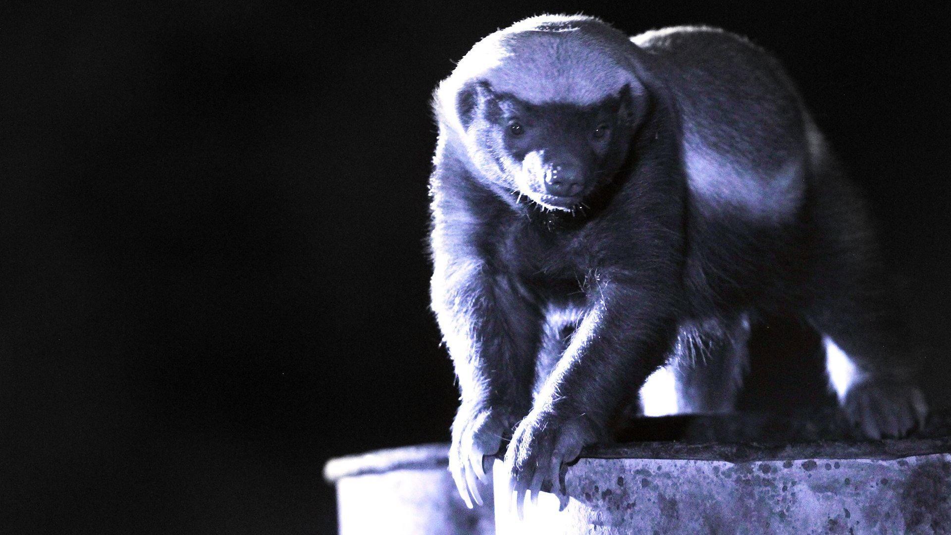 Still from Honey Badgers: Masters of Mayhem