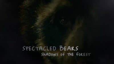 Still from Spectacled Bears - Shadows Of The Forest