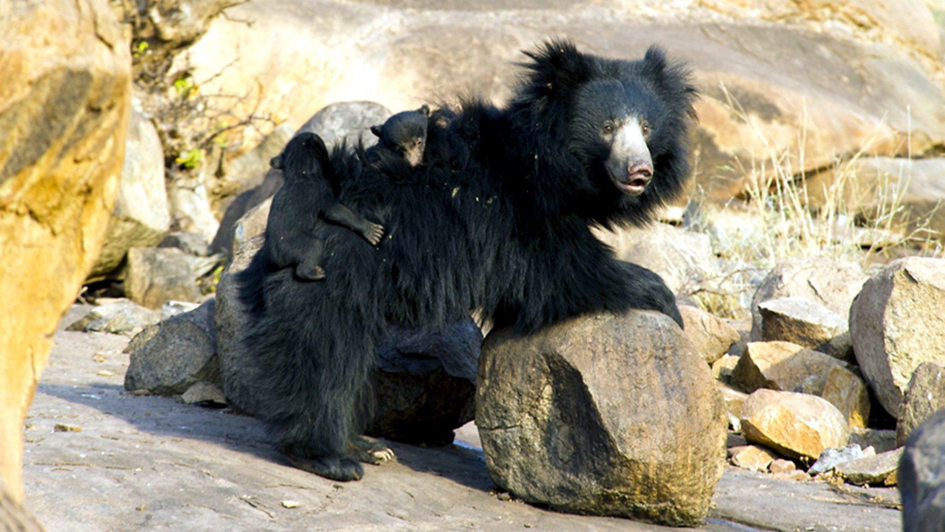 Still from The Real Jungle Book Bear
