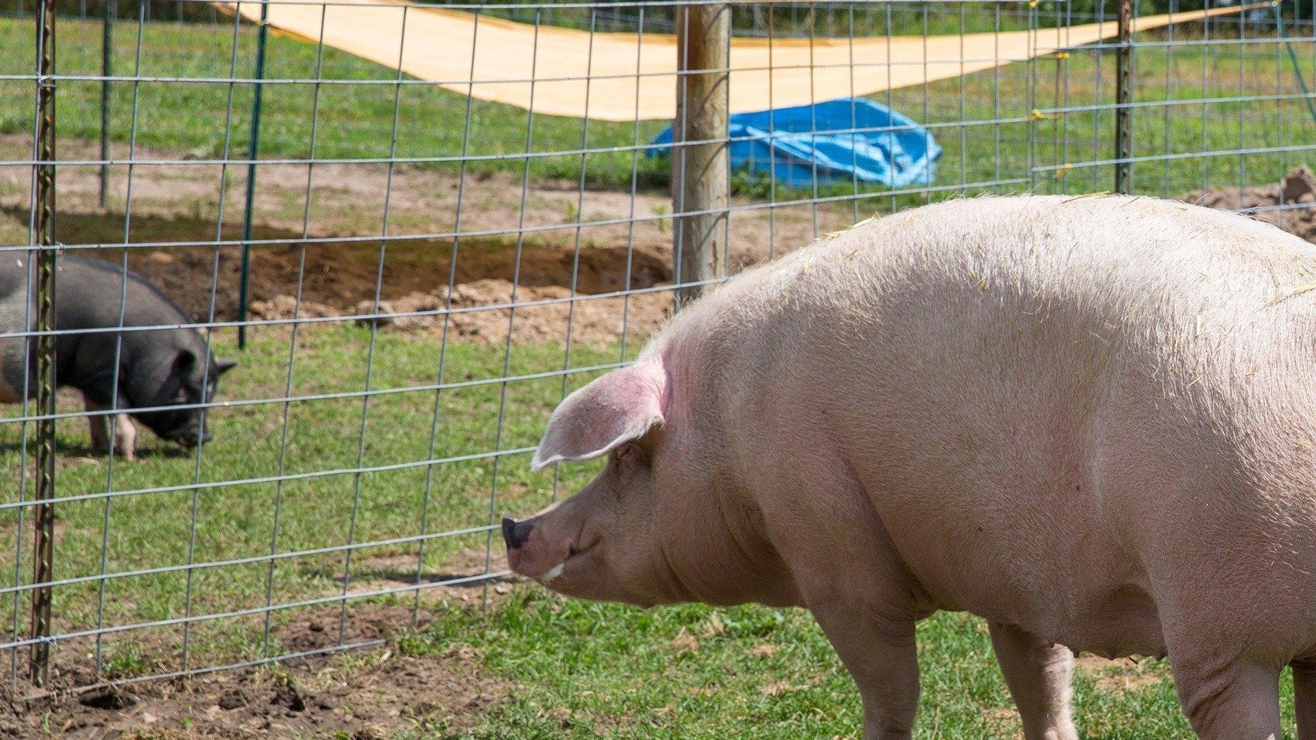 Still from Pig and Small