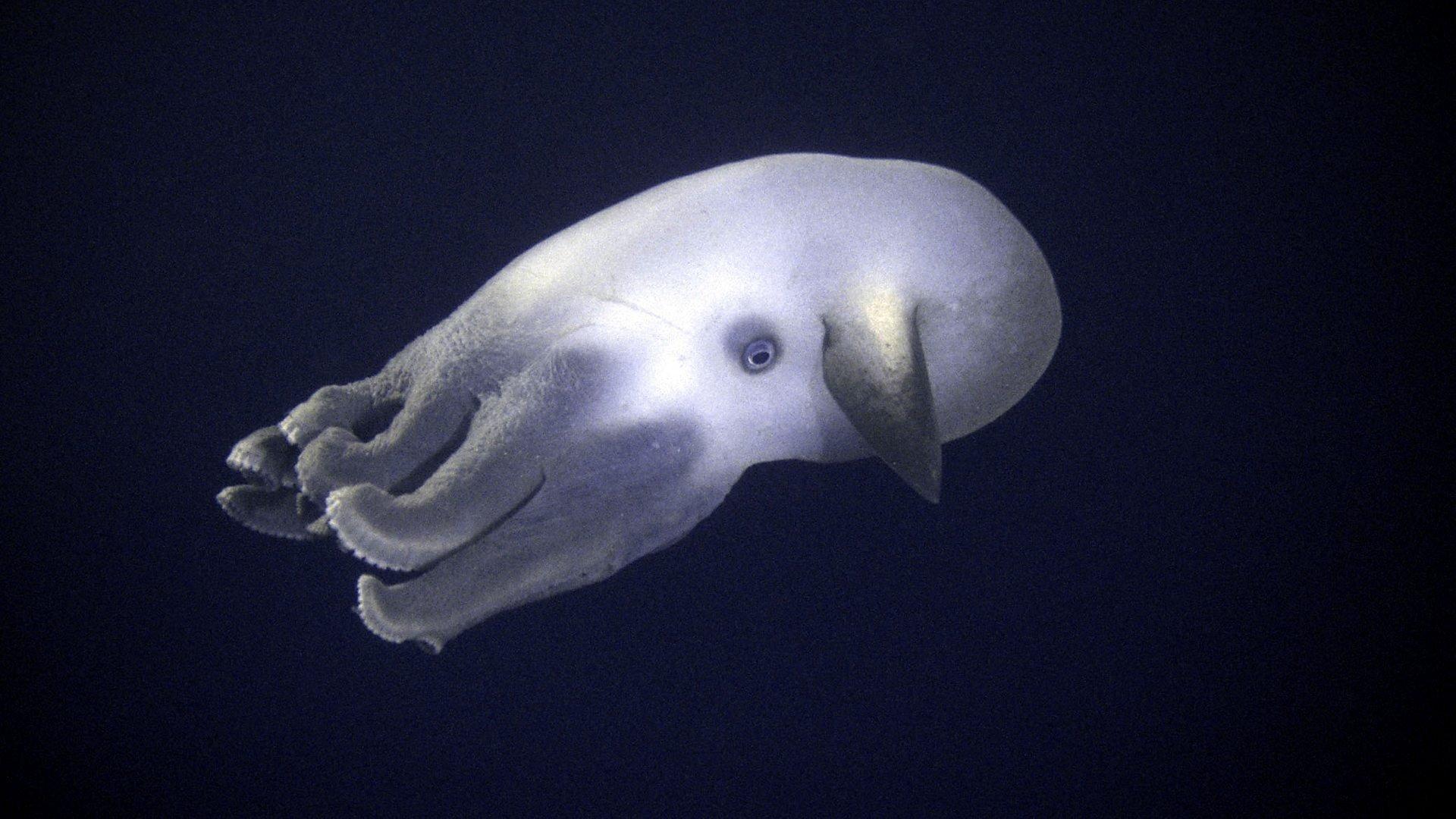 Still from Ocean Deep