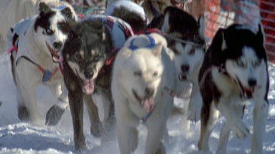 Still from Sled Dogs: An Alaskan Epic