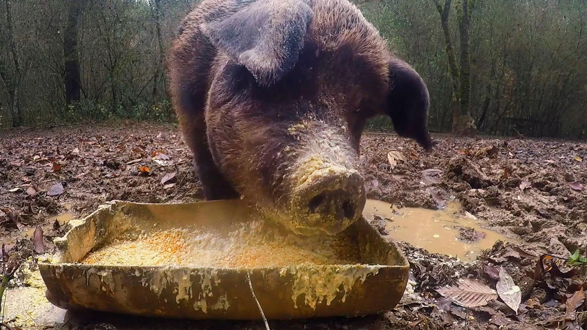 Still from Hog Heaven