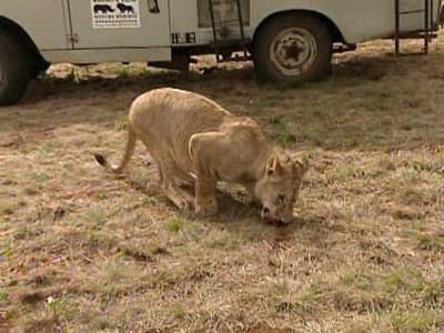 Still from Houston, We Have An Elephant