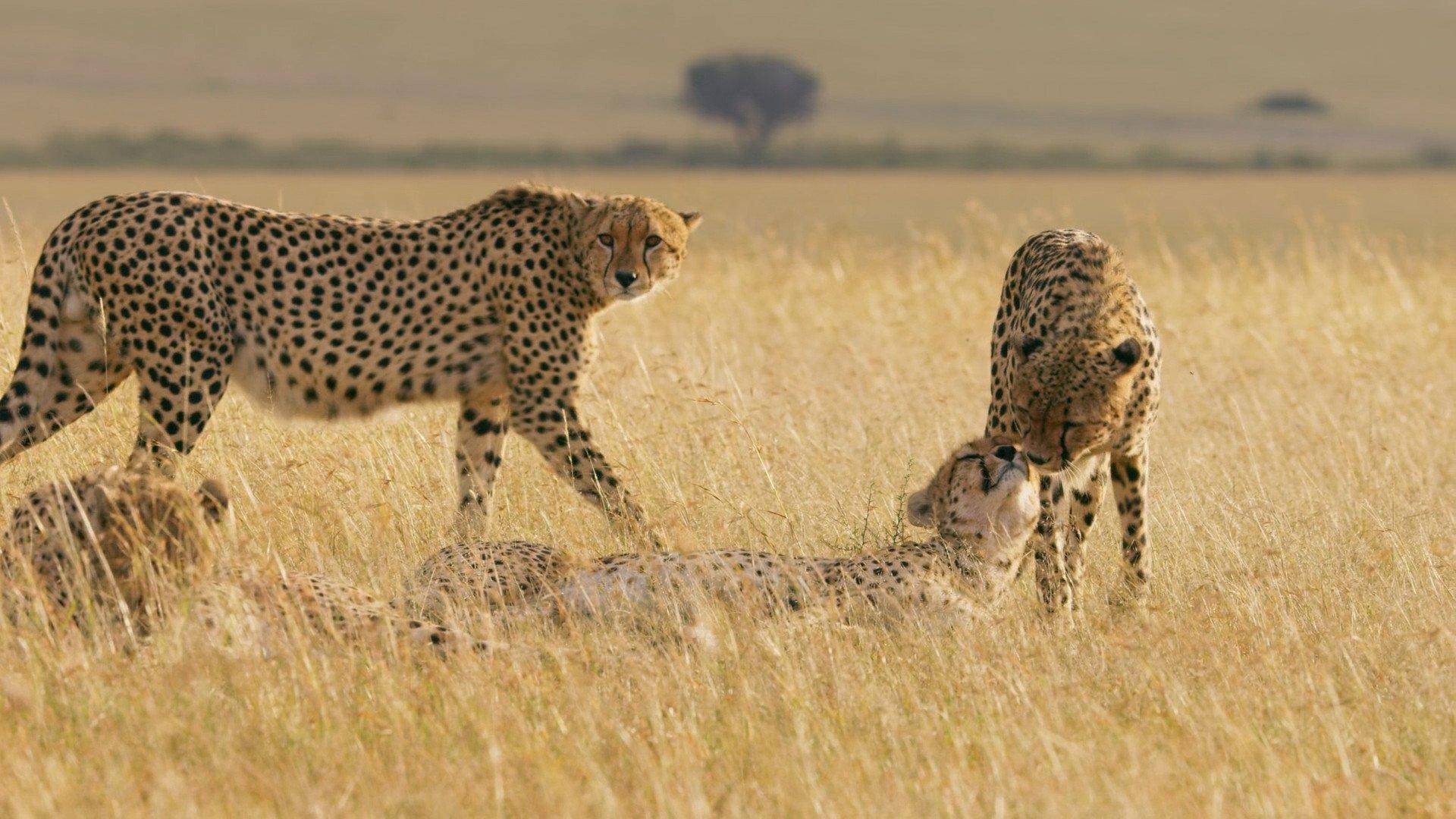 Still from Africa