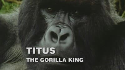 Still from Titus: The Gorilla King