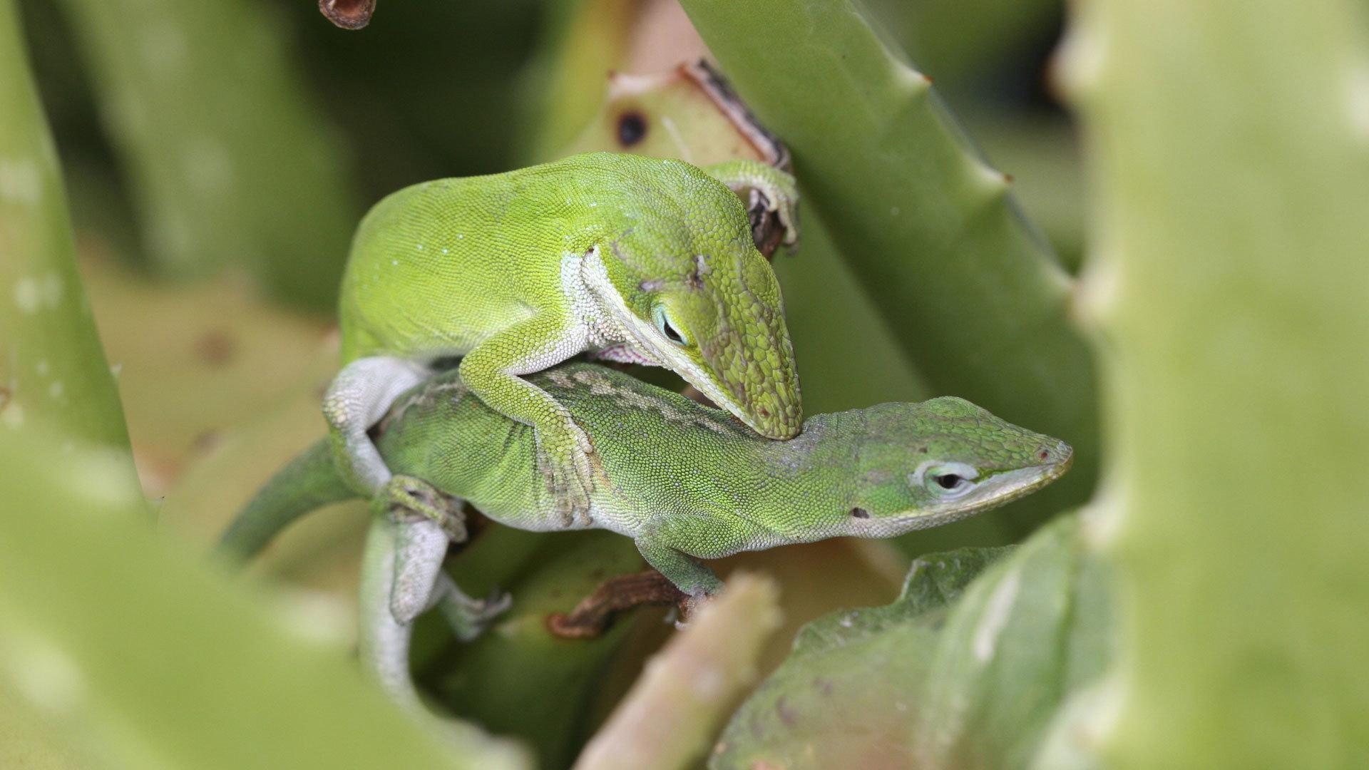 Still from The Nature of Sex: the Primal Instinct