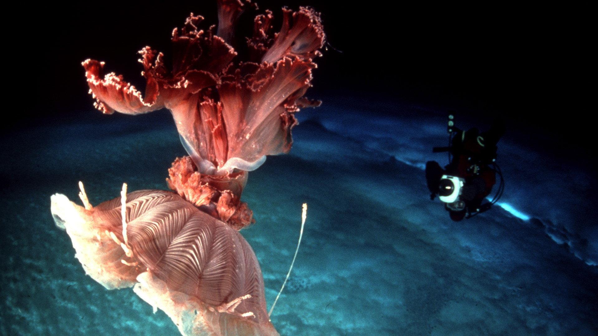 Still from Under Antarctic Ice