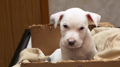 Still from Dr. Pol's Super Bowl