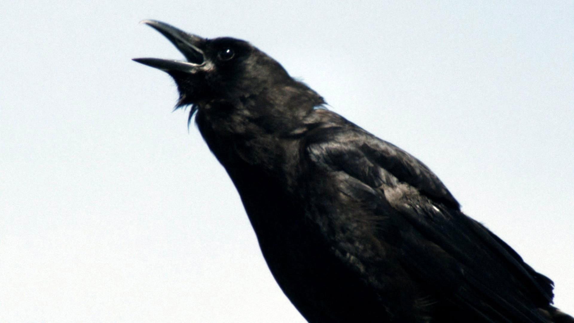 Still from A Murder of Crows