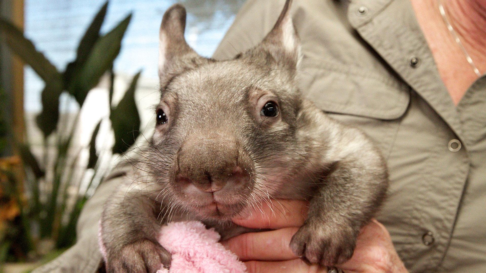 Still from Kangaroo Dundee and Other Animals (2)