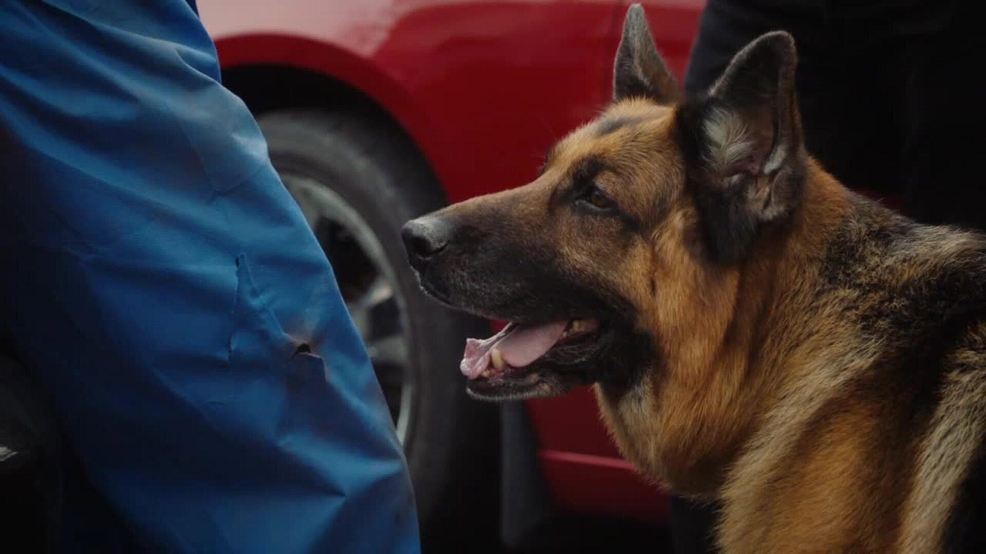 Still from Hound & Vision