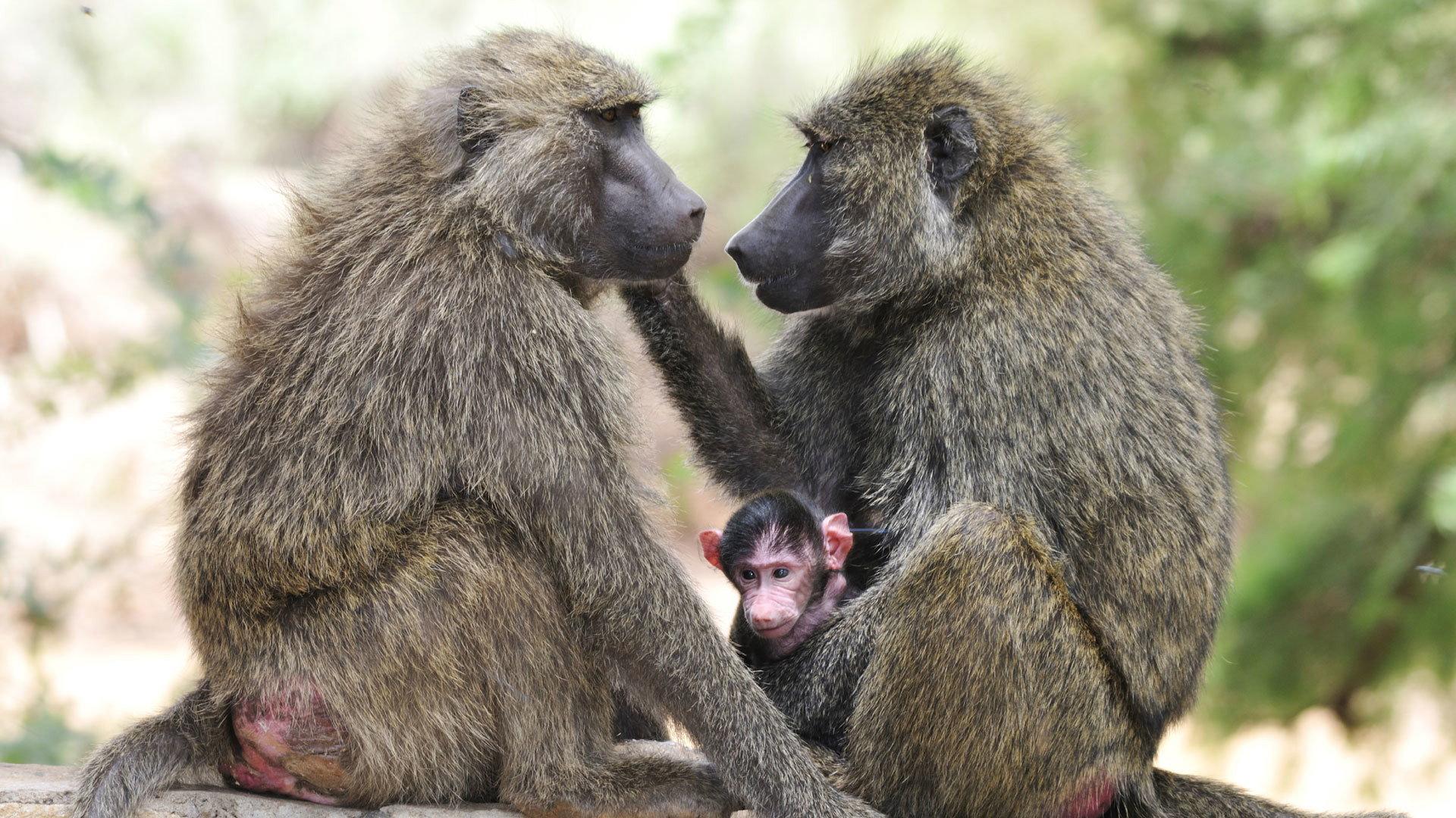 Still from Inside the Animal Mind Part Three: Animal Consciousness