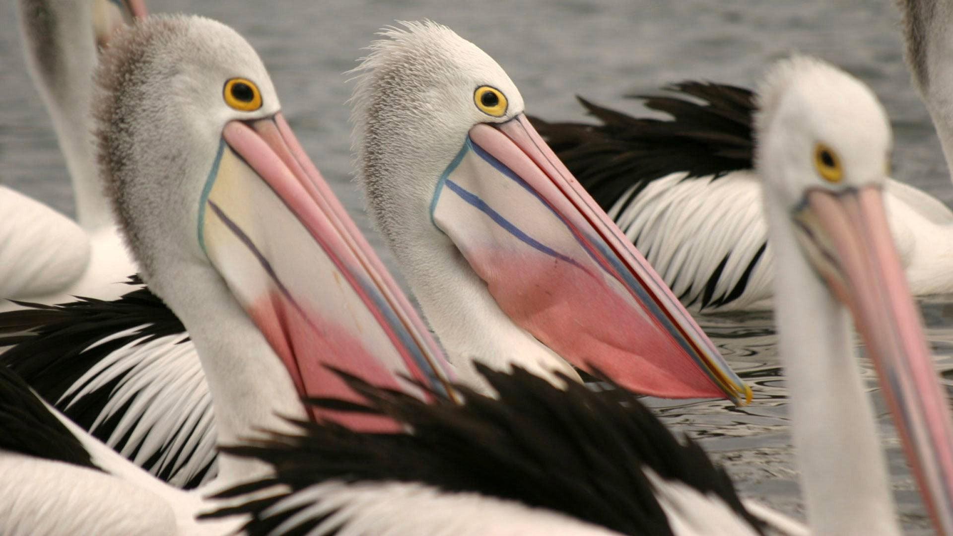 Still from Outback Pelicans