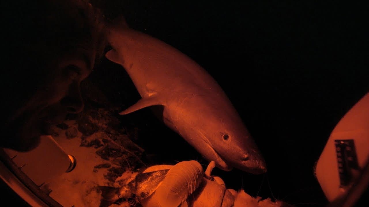Still from Killers From the Abyss