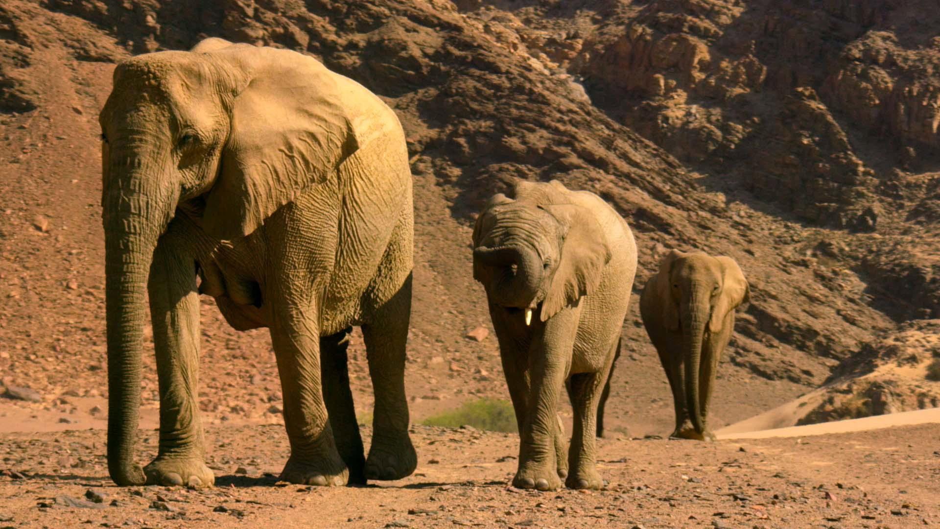 Still from From Deserts to Grasslands