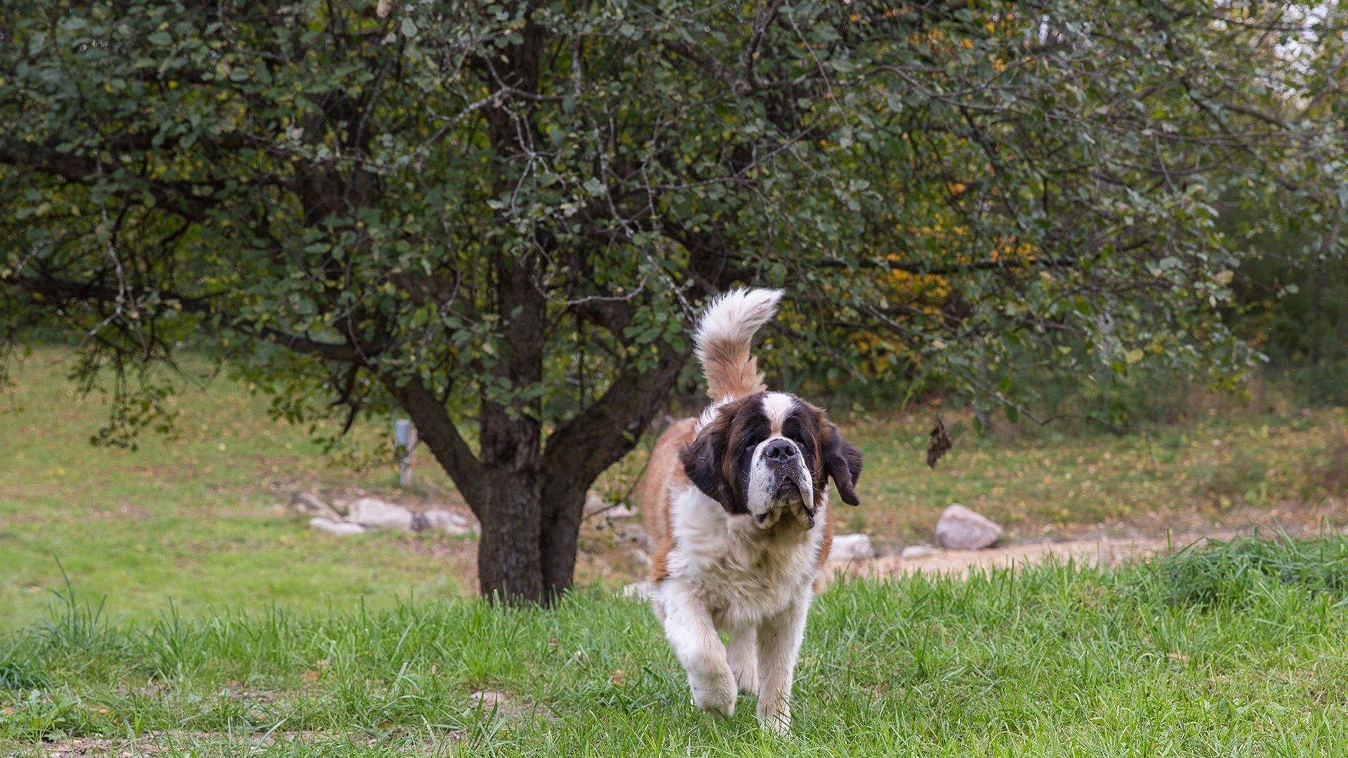 Still from Paw & Order