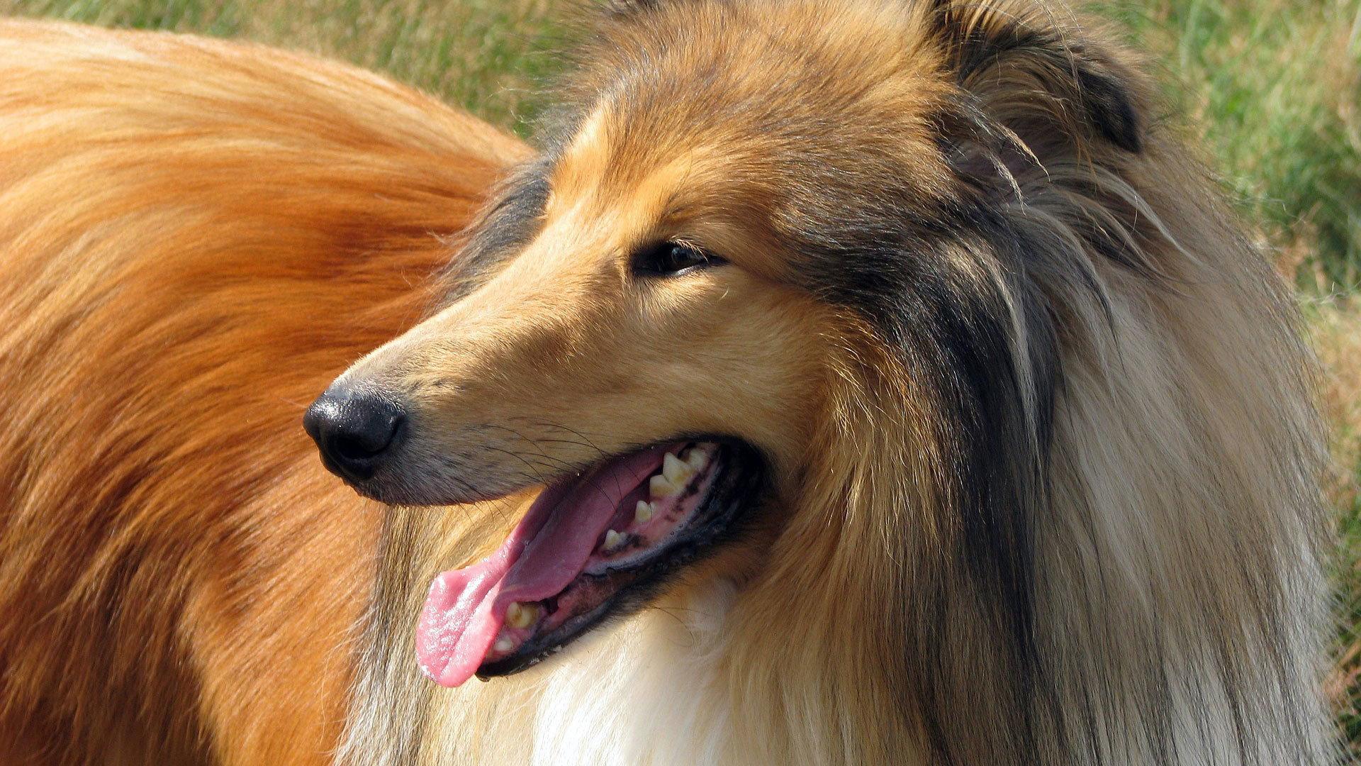Still from Dogs That Changed The World: Dogs by Design
