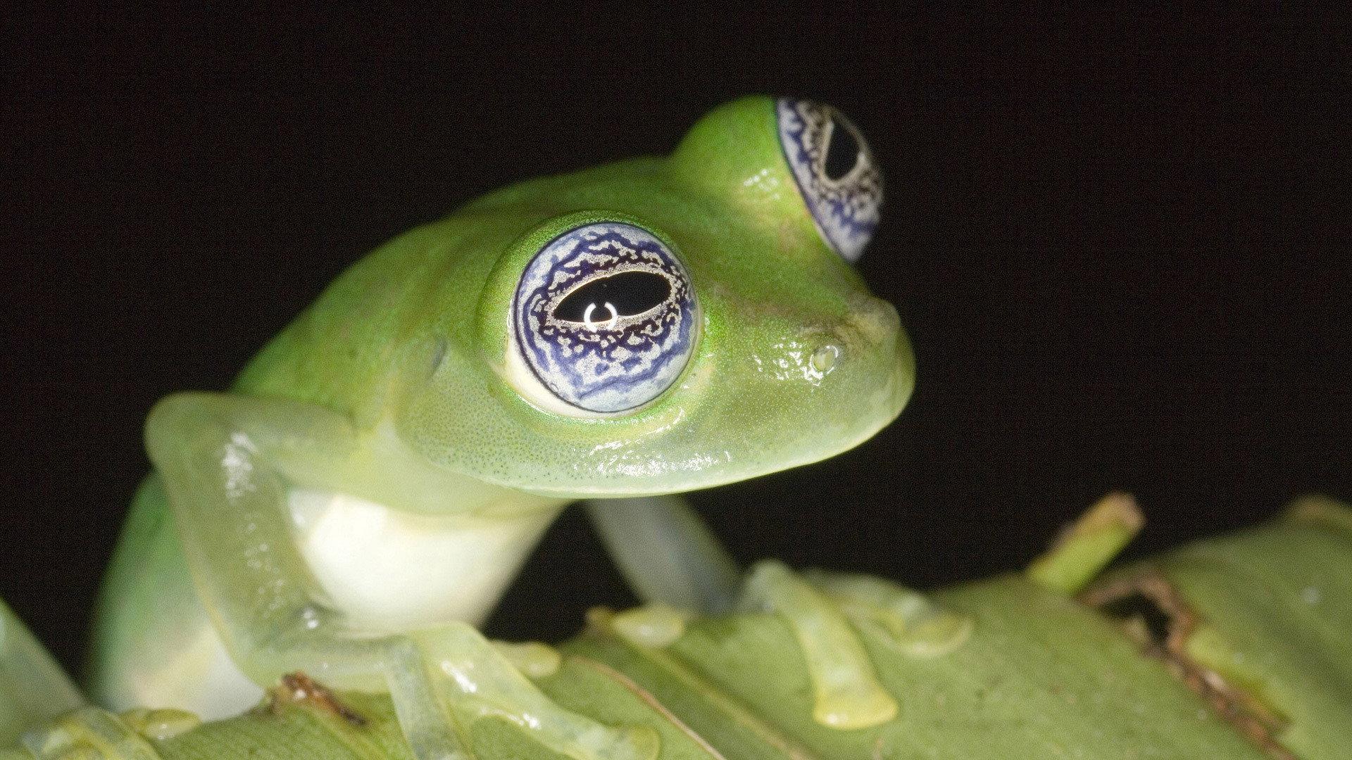 Still from Frogs: The Thin Green Line