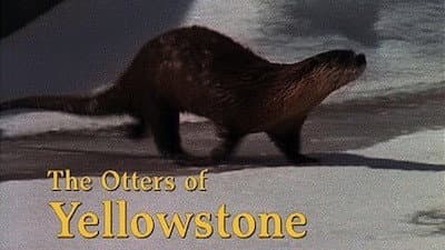 Still from The Otters of Yellowstone